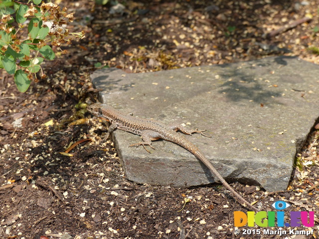 FZ017234 Viparous Lizard (Zootoca vivipara) in Burg Thurant